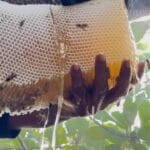 Longan Fruit Flower Honey 1Kg