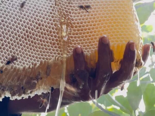 Longan Fruit Flower Honey 1Kg