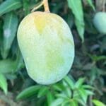 Himsagor Aam - হিমসাগর আম
