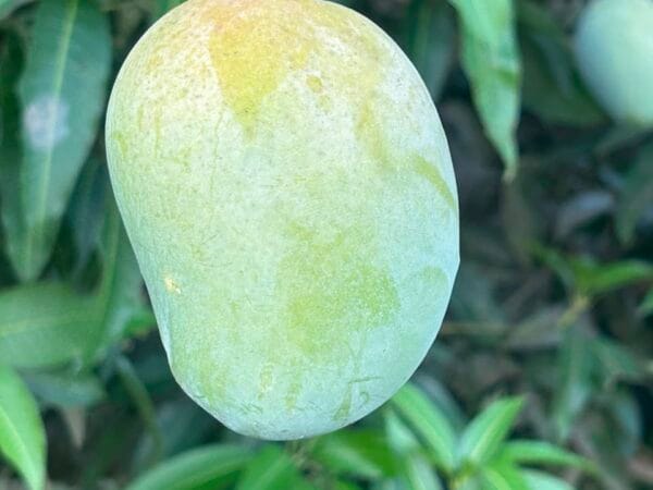 Himsagor Aam - হিমসাগর আম